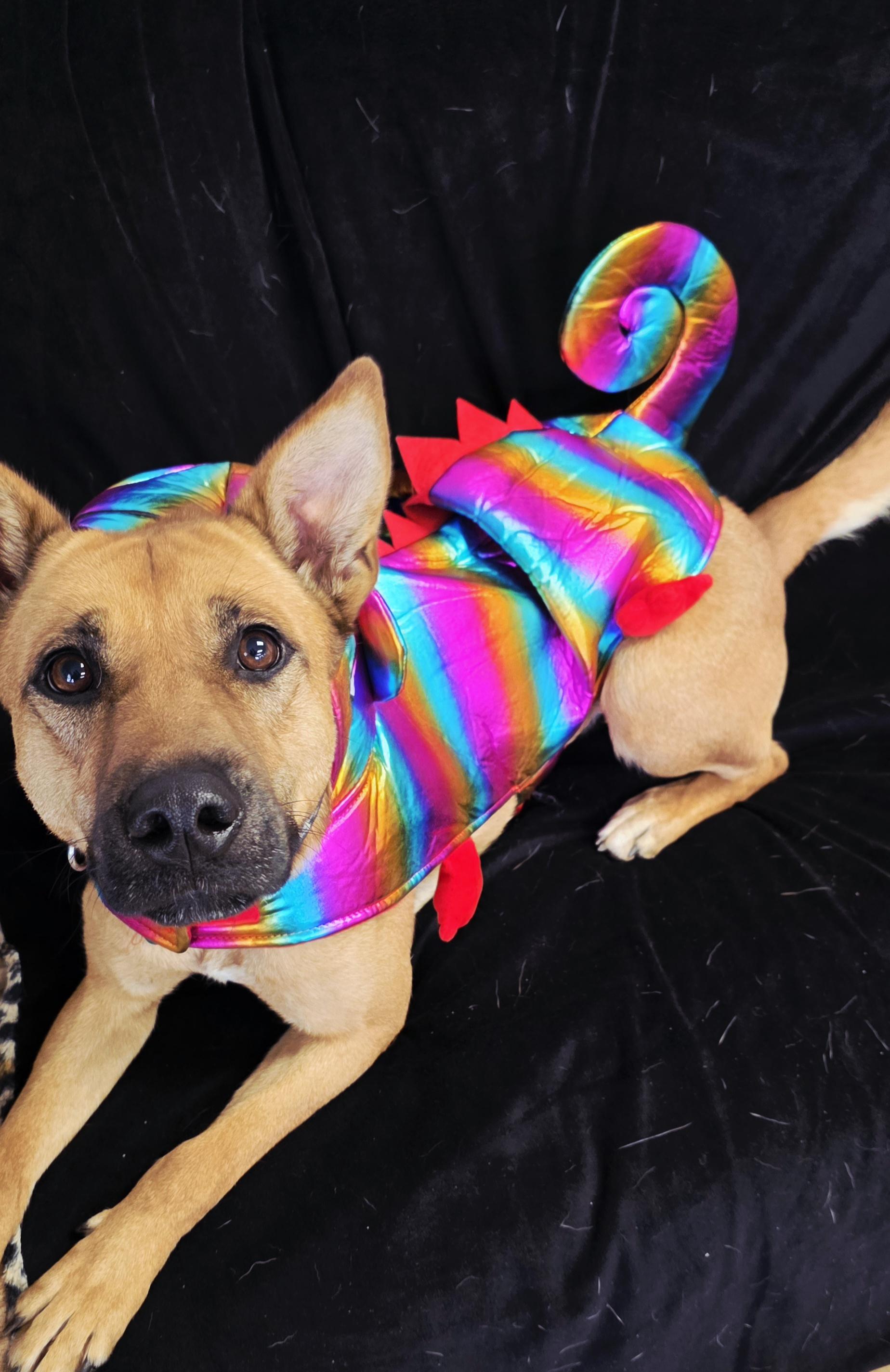 Rizzo, Adoptable, Young Female Carolina Dog & German Shepherd Dog.