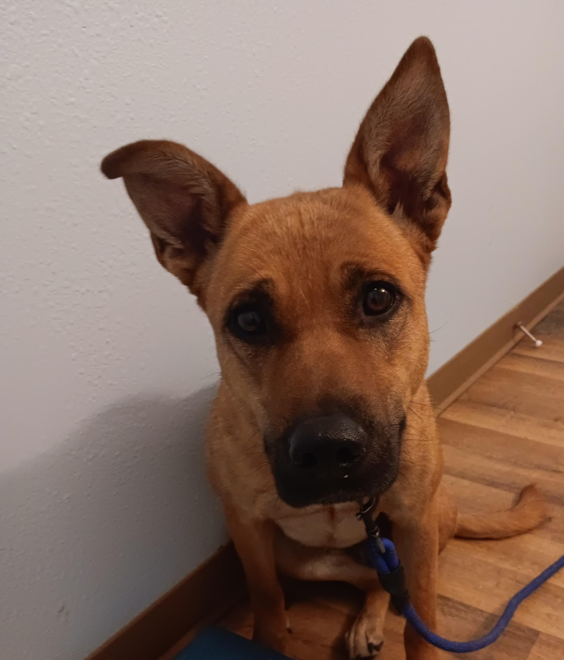 Rizzo, a Adoptable mixed breed in Polson, MT image 2/2