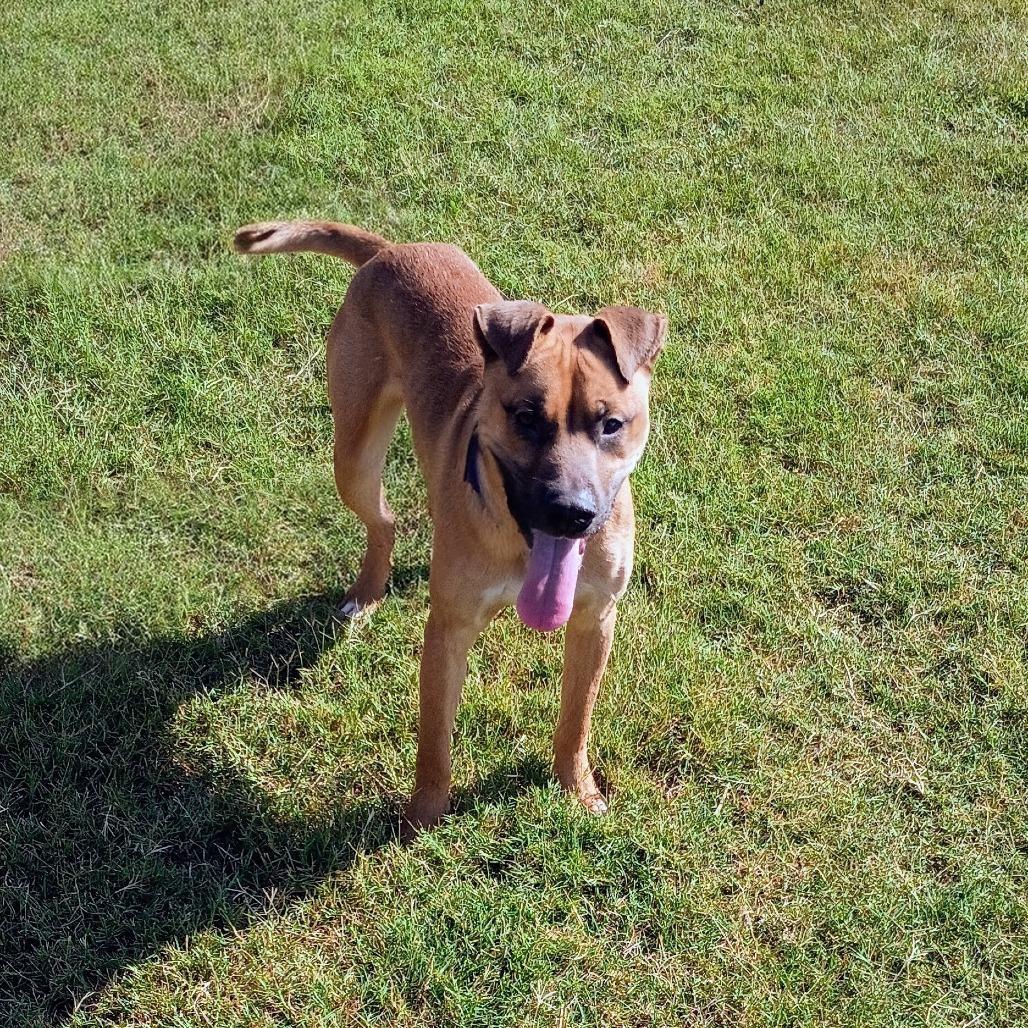 Enlarge Crue D47352, a Adoptable mixed breed in Corsicana, TX image 1/2