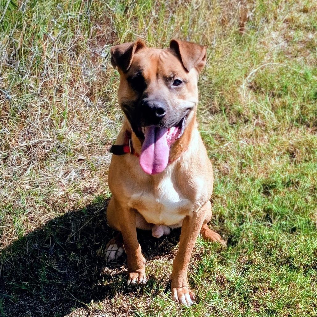 Enlarge Crue D47352, a Adoptable mixed breed in Corsicana, TX image 2/2