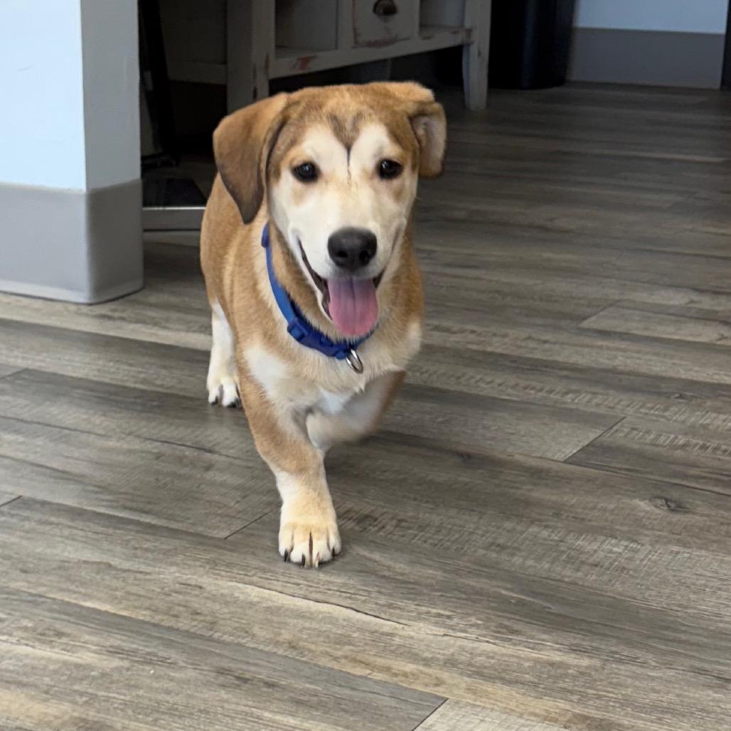 Enlarge Nala, an adopted mixed breed in Crookston, MN image 1/5