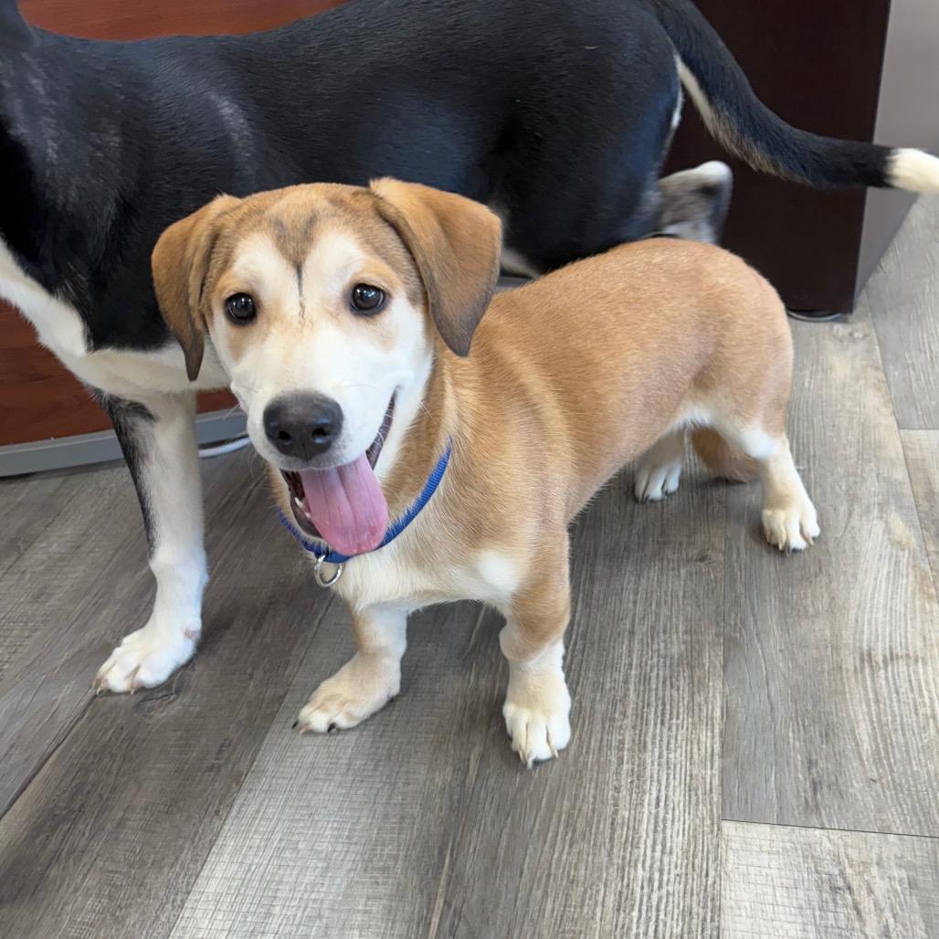 Enlarge Nala, an adopted mixed breed in Crookston, MN image 2/5