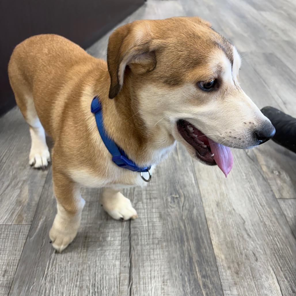 Enlarge Nala, an adopted mixed breed in Crookston, MN image 3/5