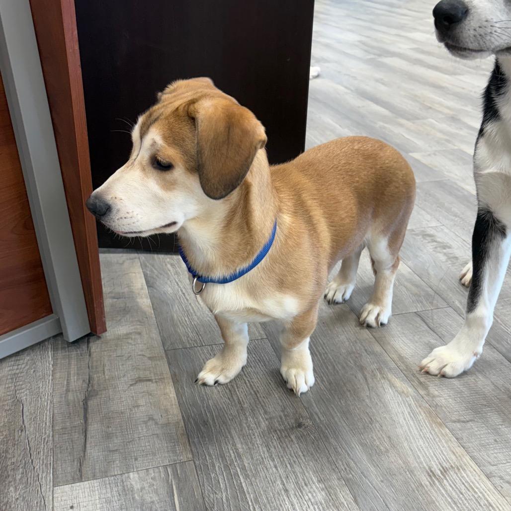 Enlarge Nala, an adopted mixed breed in Crookston, MN image 4/5