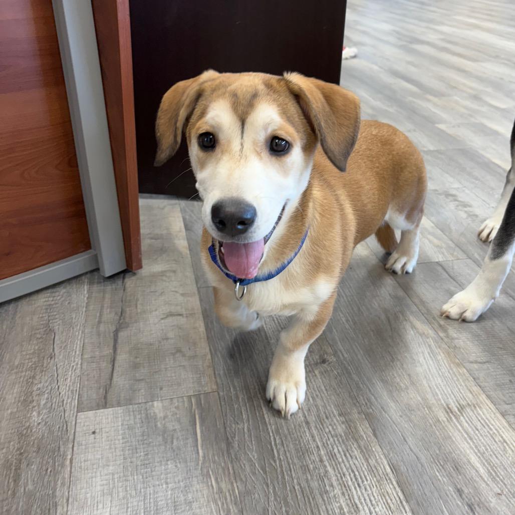 Enlarge Nala, an adopted mixed breed in Crookston, MN image 5/5