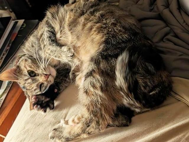 SYLVIE, Adoptable, Senior Female Domestic Short Hair.