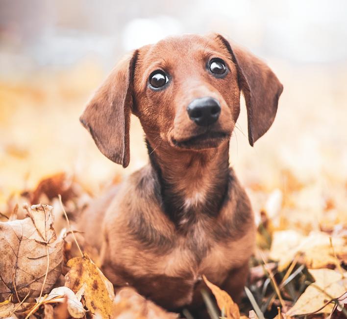 ROOTIE, ADOPTABLE, Young Male Dachshund.