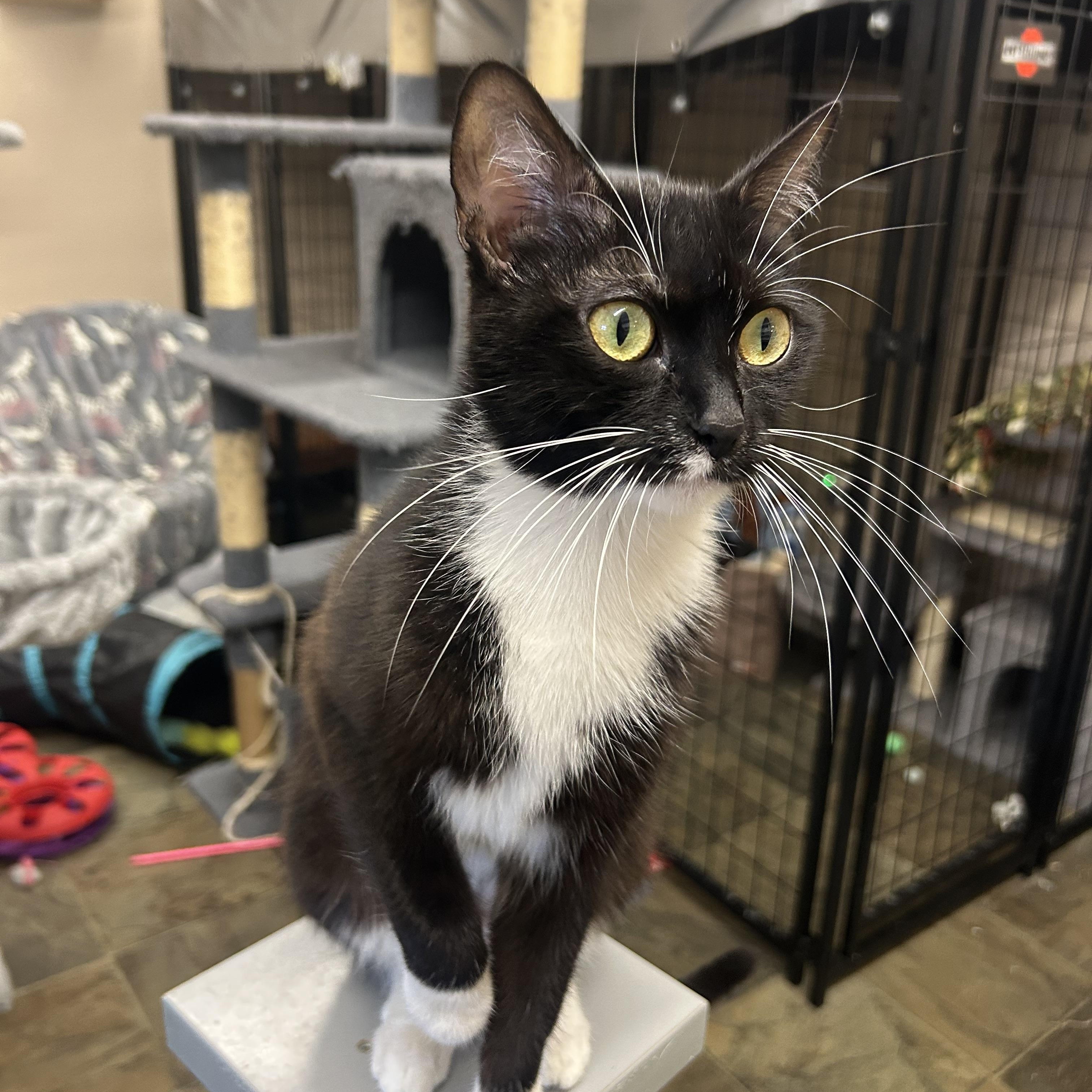 Enlarge Penelope, a Adopted Tuxedo in Mauston, WI image 1/1