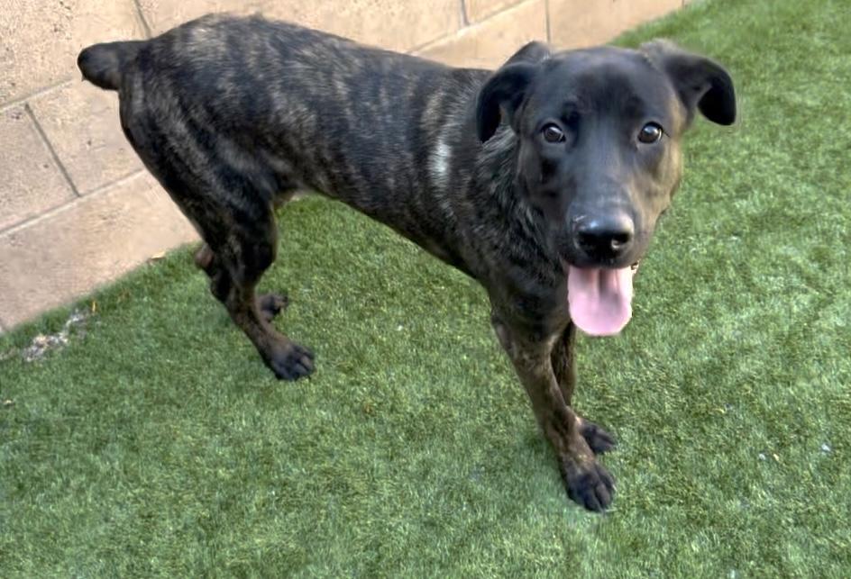 SAVE ME PLEASE! Shelter is over capacity - Einstein -ID#A544335 4