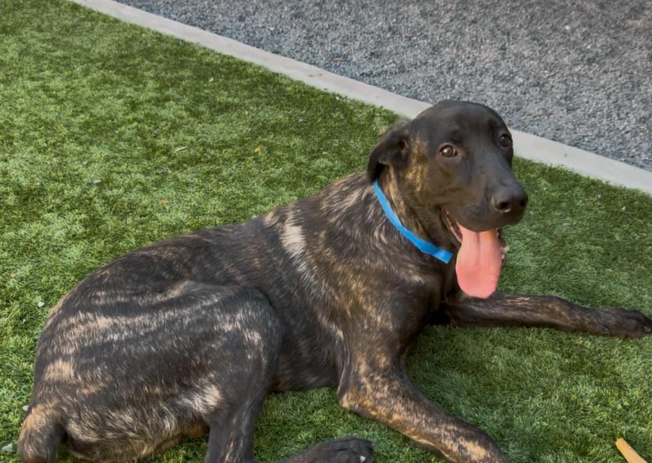 SAVE ME PLEASE! Shelter is over capacity - Einstein -ID#A544335 3