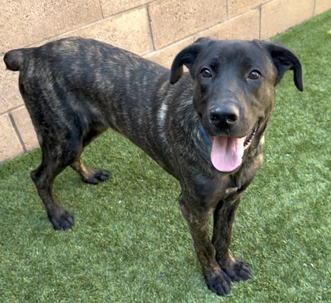SAVE ME PLEASE! Shelter is over capacity - Einstein -ID#A544335 2