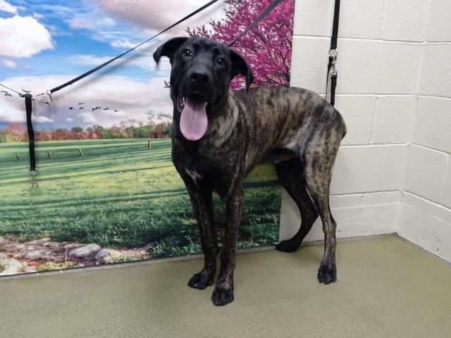 SAVE ME PLEASE! Shelter is over capacity - Einstein -ID#A544335 5