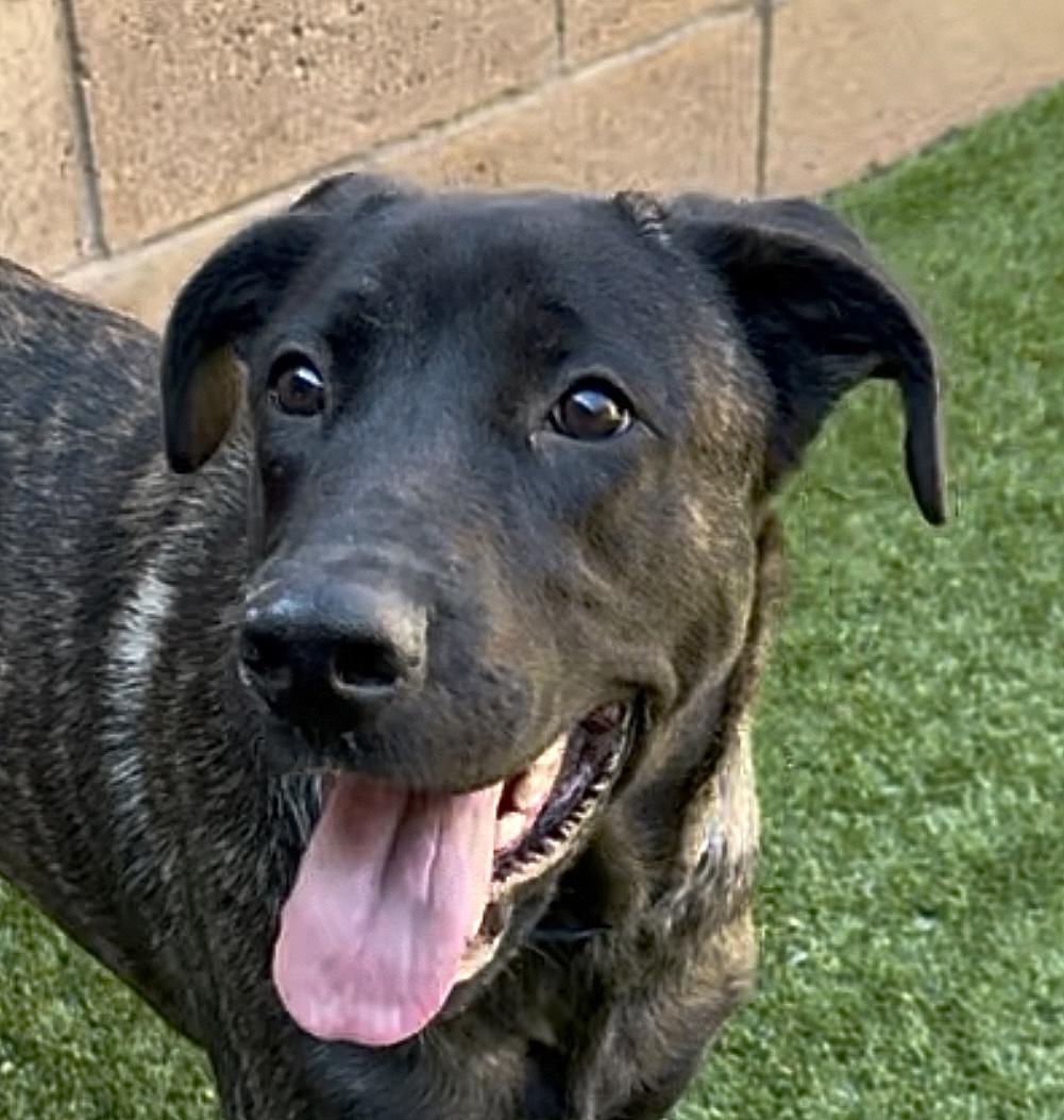 SAVE ME PLEASE! Shelter is over capacity - Einstein -ID#A544335