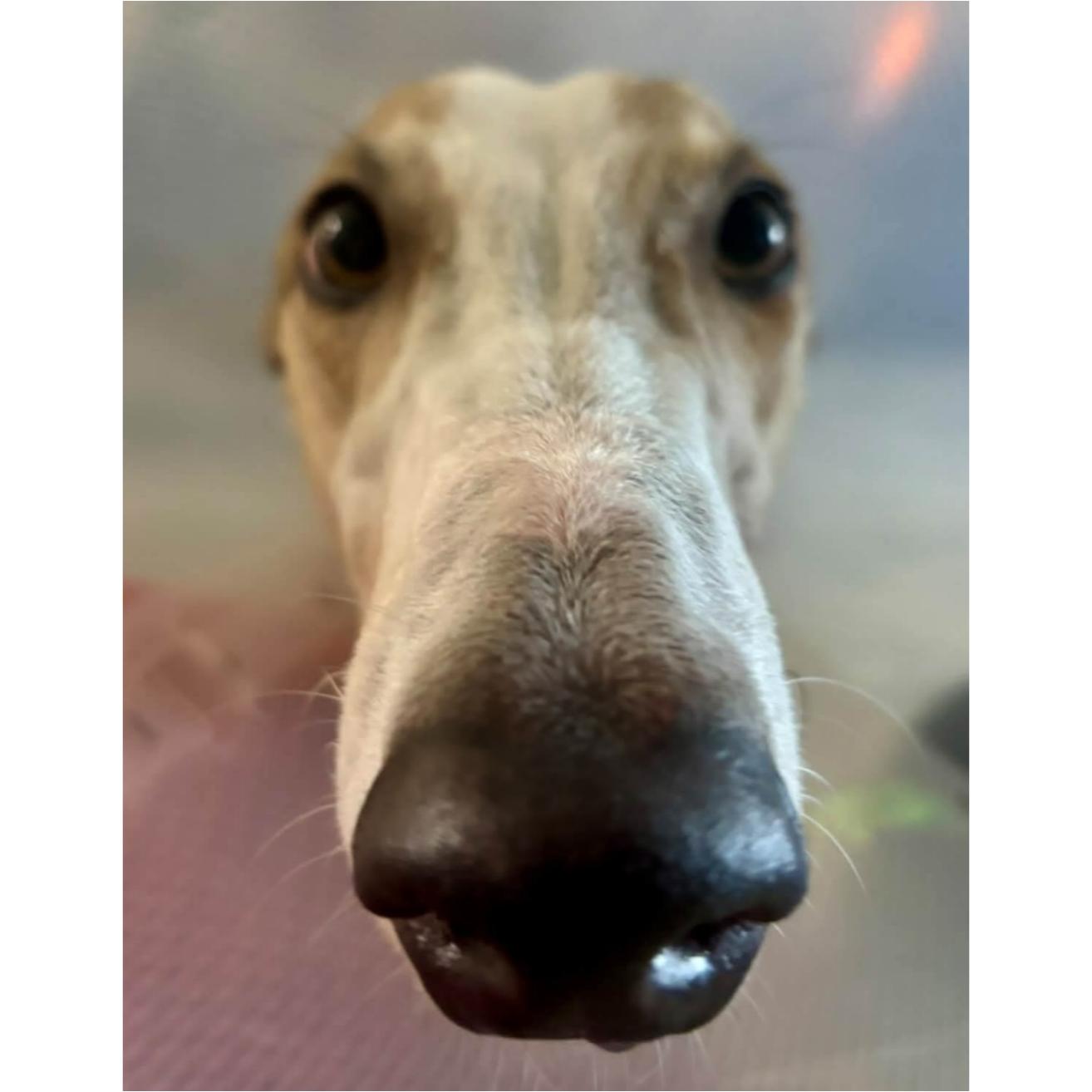 Enlarge Picasso (Pablo), a Adopted Greyhound in Tarpon Springs, FL image 1/6