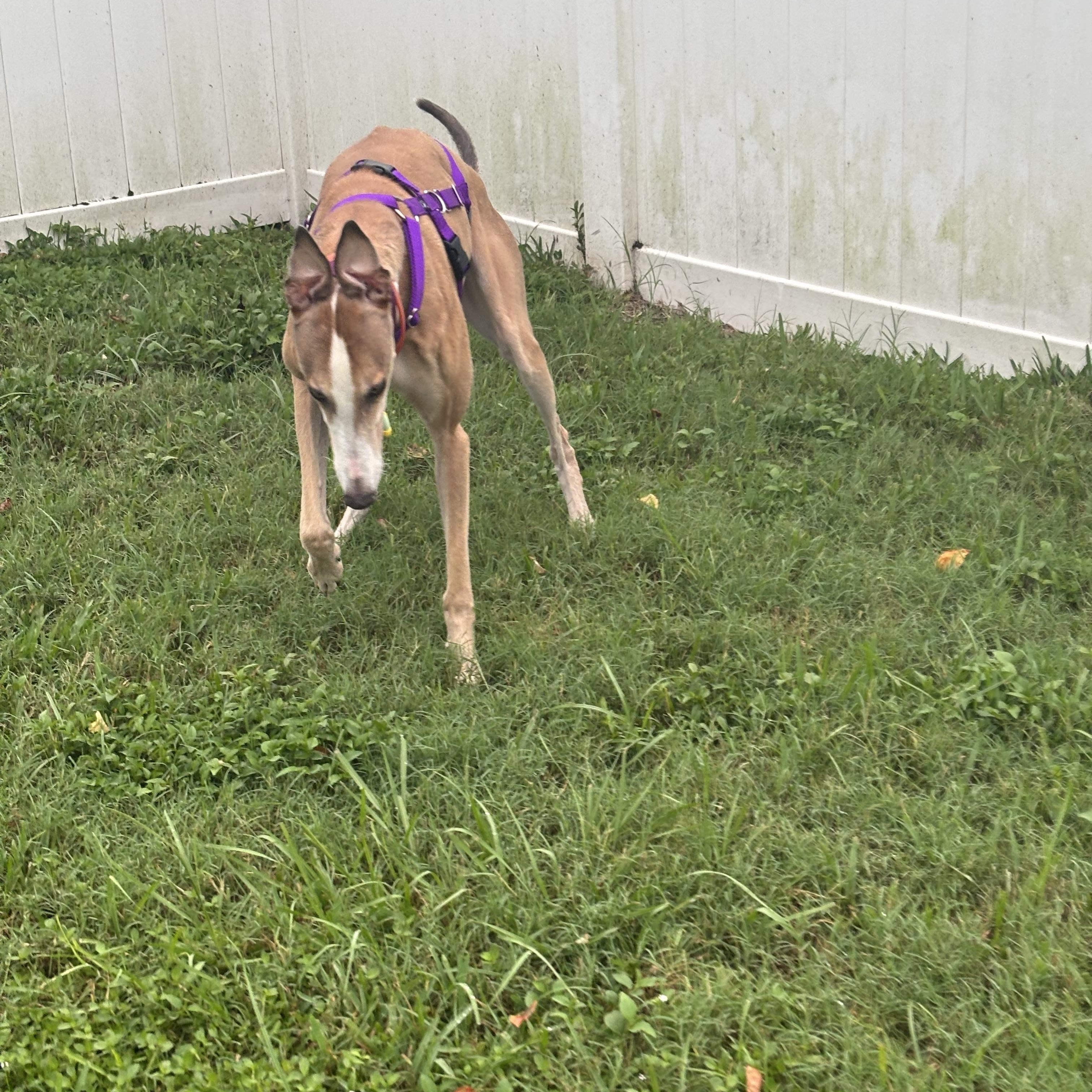 Picasso (Pablo), Adoptable, Adult Male Greyhound.