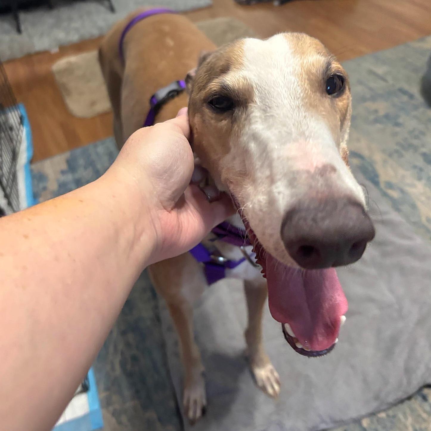 Enlarge Picasso (Pablo), a Adoptable Greyhound in Tarpon Springs, FL image 2/6