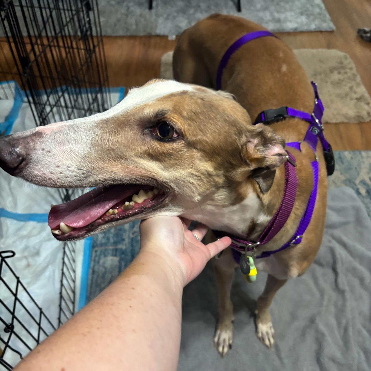 Enlarge Picasso (Pablo), a Adoptable Greyhound in Tarpon Springs, FL image 3/6