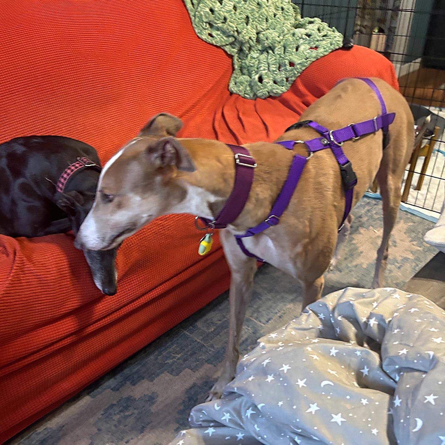 Enlarge Picasso (Pablo), a Adoptable Greyhound in Tarpon Springs, FL image 4/6