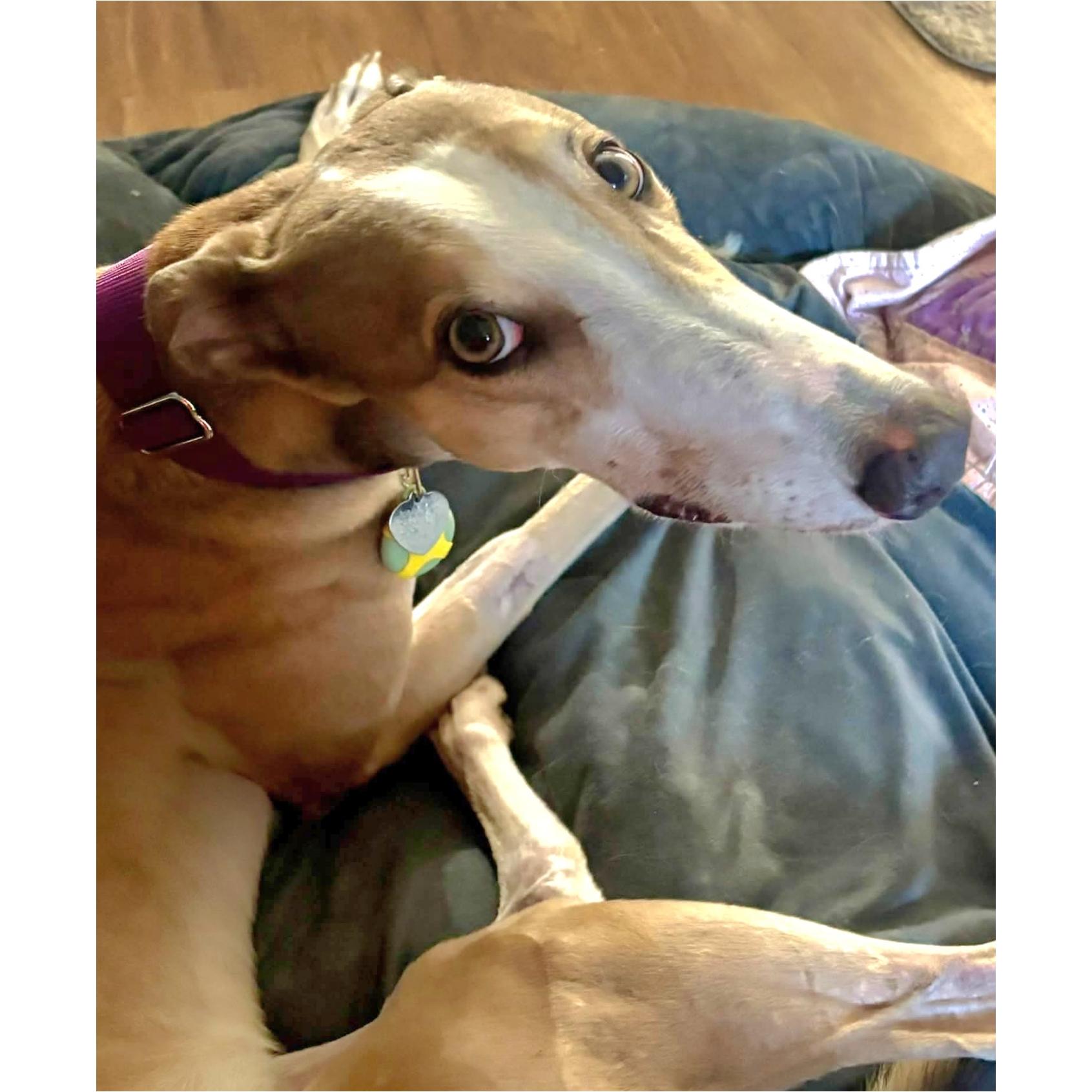 Enlarge Picasso (Pablo), a Adopted Greyhound in Tarpon Springs, FL image 2/6