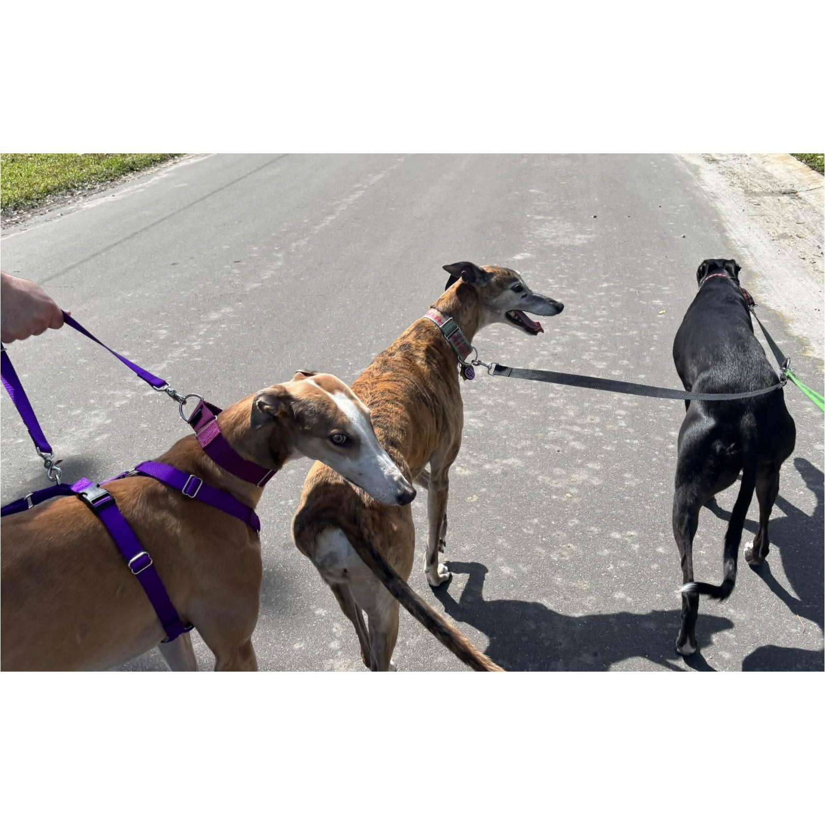 Enlarge Picasso (Pablo), a Adopted Greyhound in Tarpon Springs, FL image 3/6