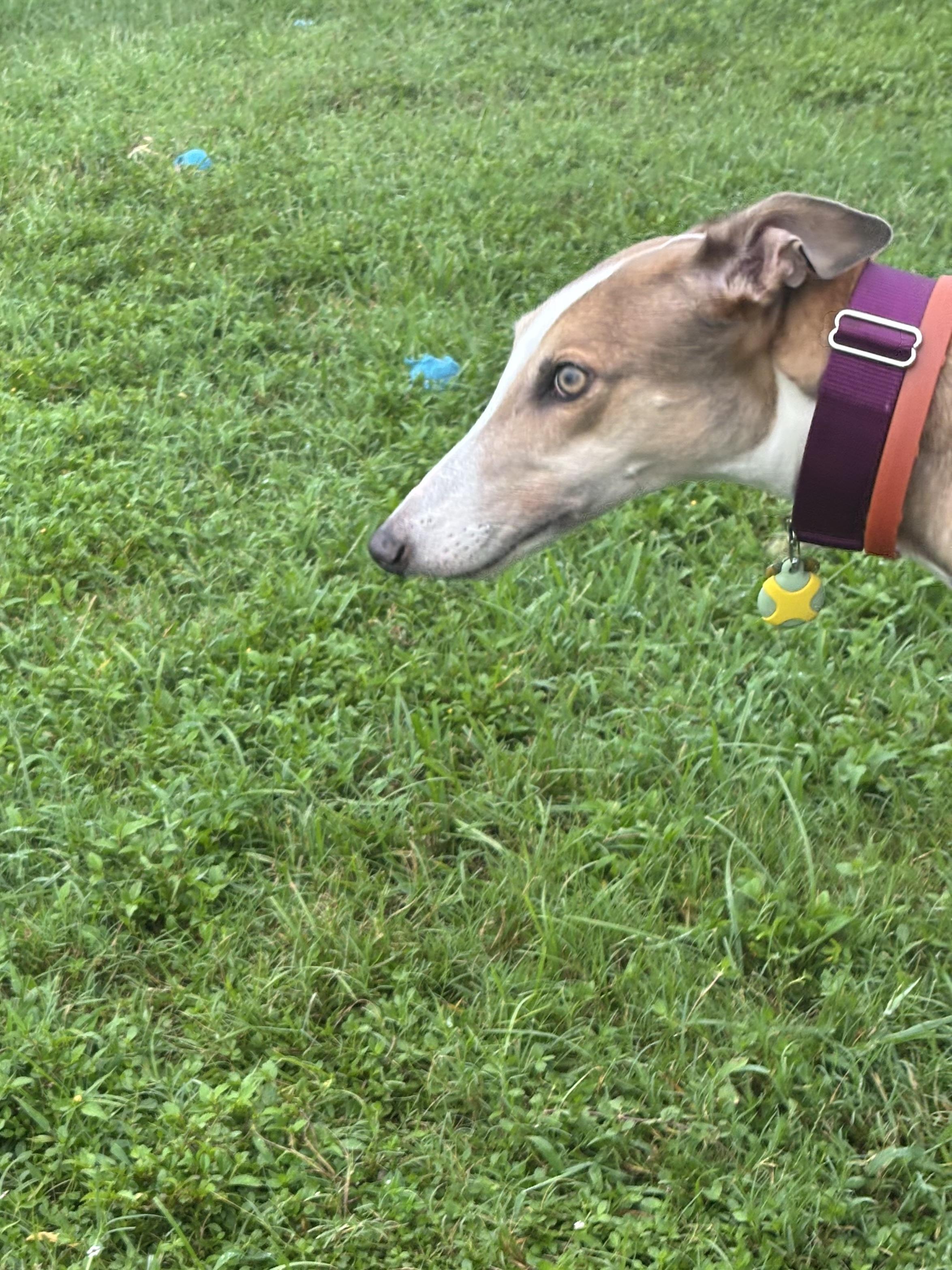 Enlarge Picasso (Pablo), a Adoptable Greyhound in Tarpon Springs, FL image 5/6