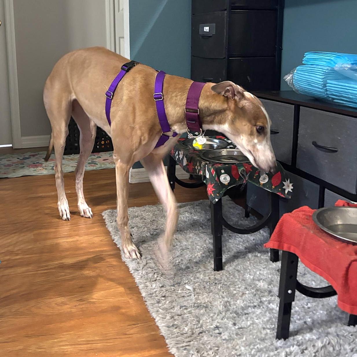 Enlarge Picasso (Pablo), a Adoptable Greyhound in Tarpon Springs, FL image 6/6