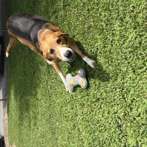 Enlarge Jerry, a Adoptable mixed breed in Dinwiddie, VA image 3/3