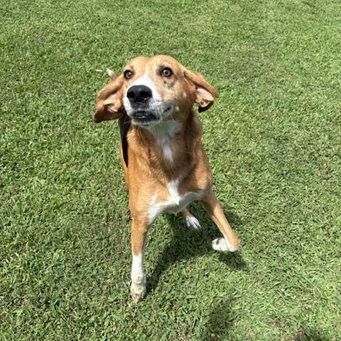 Enlarge Jerry, a Adoptable mixed breed in Dinwiddie, VA image 2/3