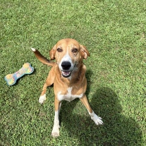 Enlarge Jerry, a Adoptable mixed breed in Dinwiddie, VA image 1/3
