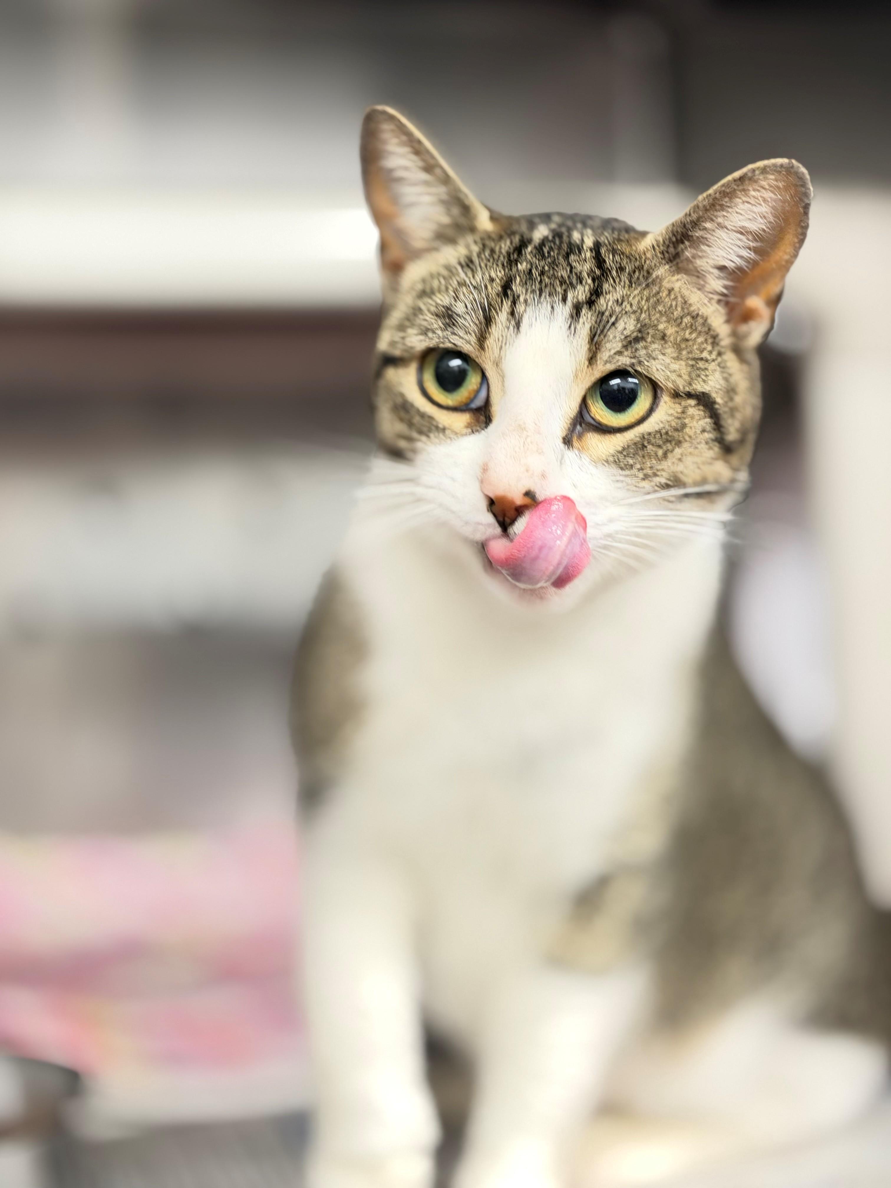 Enlarge Coral, an adoptable Domestic Short Hair in Hamilton, ON image 3/3