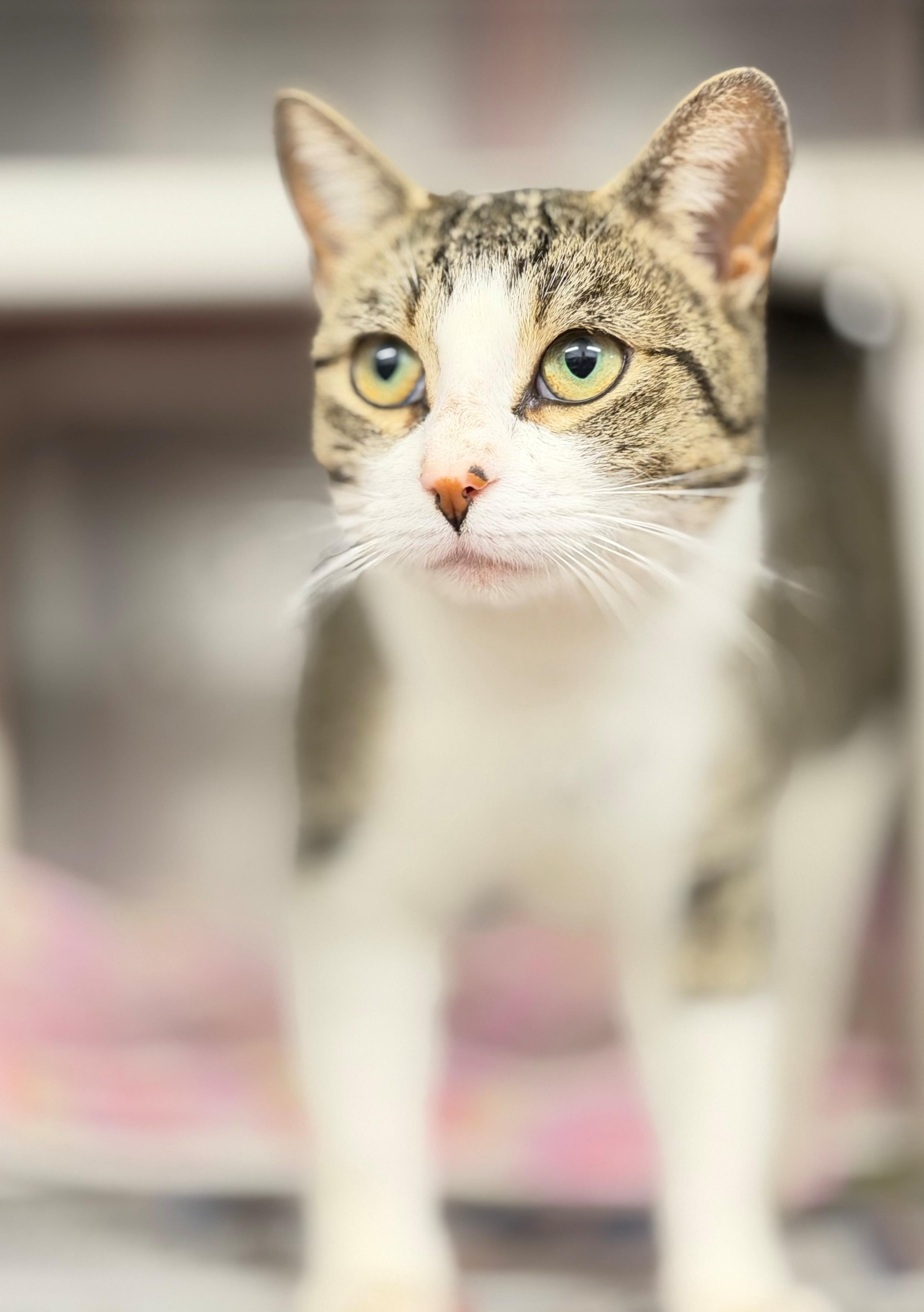 Coral, adoptable, Adult Female Domestic Short Hair.