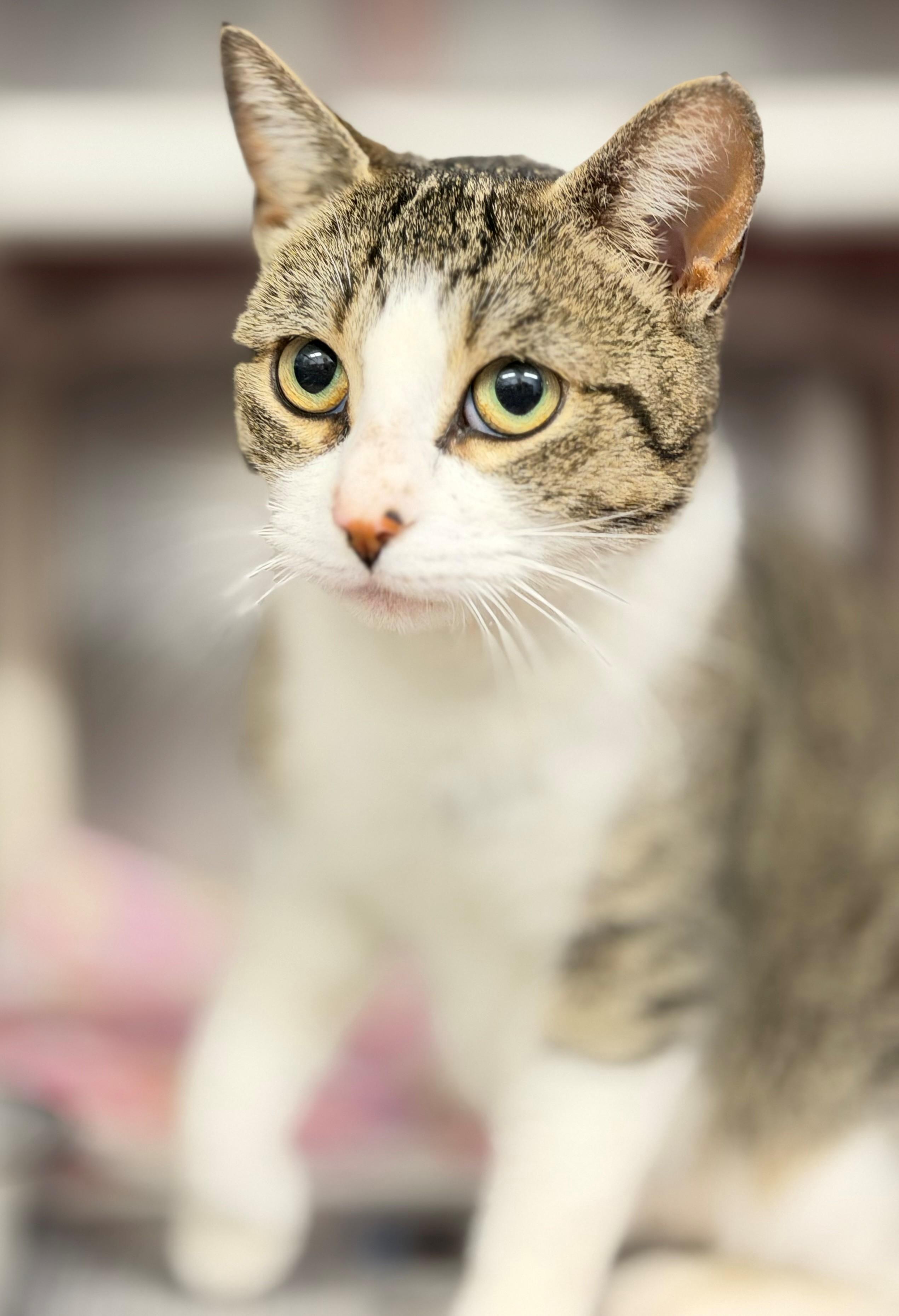 Enlarge Coral, an adoptable Domestic Short Hair in Hamilton, ON image 2/3