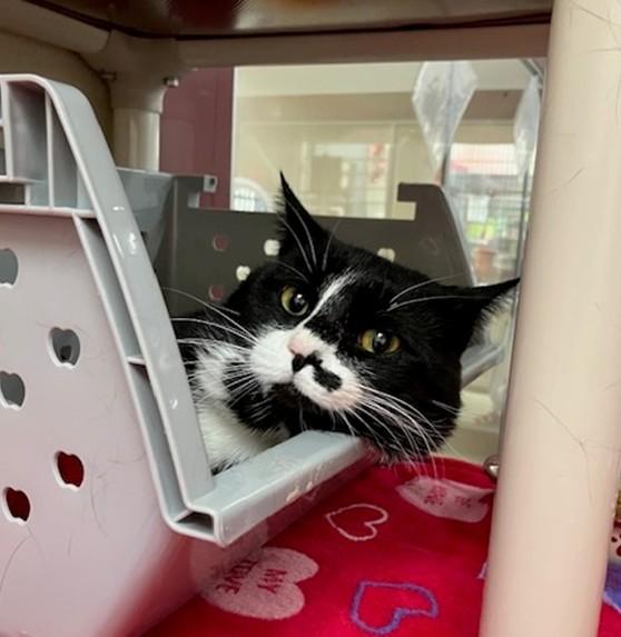 WINSTON, Adoptable, Young Male Domestic Short Hair.