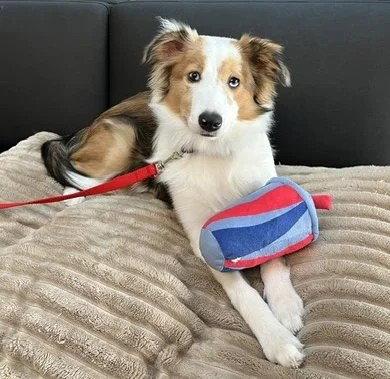 Hannah, Adoptable, Puppy Female Shetland Sheepdog / Sheltie & Australian Shepherd.