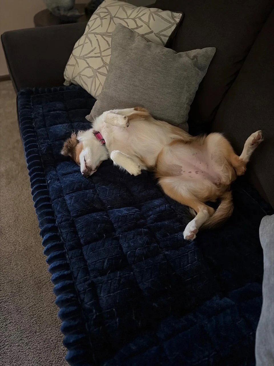 Enlarge Hannah, a Adoptable mixed breed in Dublin, OH image 2/3