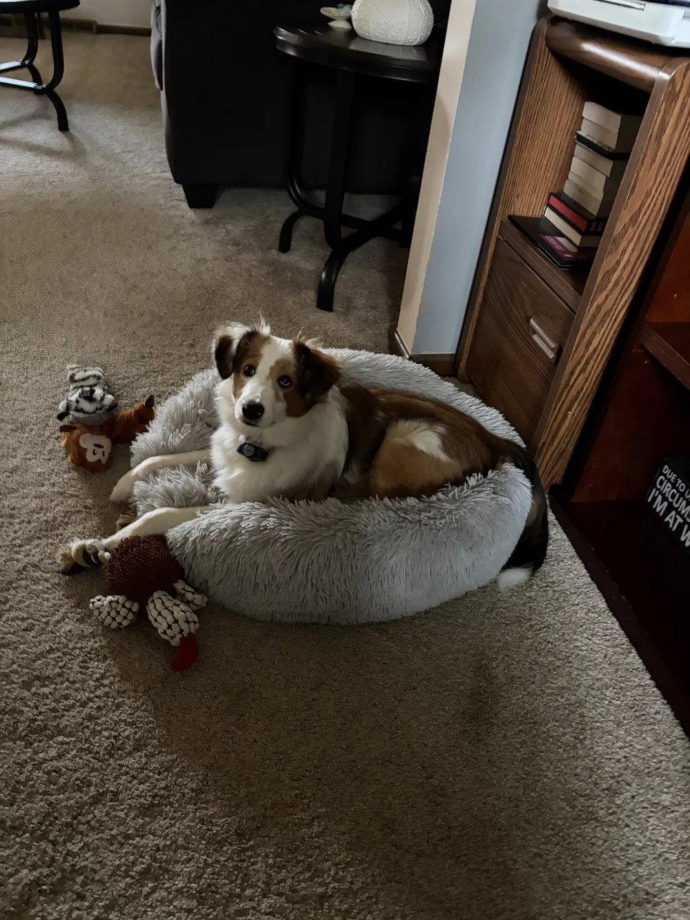 Enlarge Hannah, a Adoptable mixed breed in Dublin, OH image 3/3