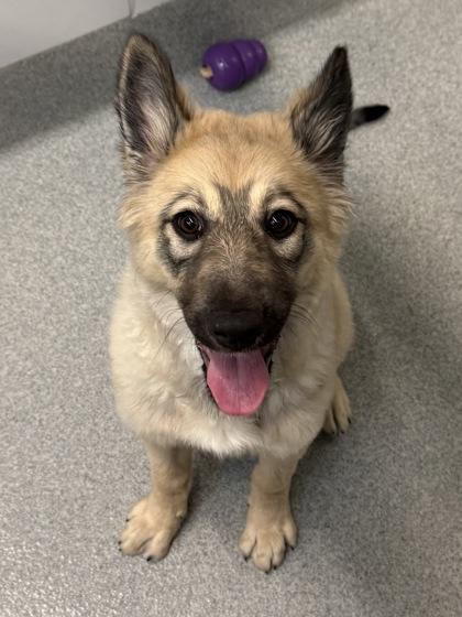 Enlarge Princess, a Adoptable mixed breed in Grapevine, TX image 1/1