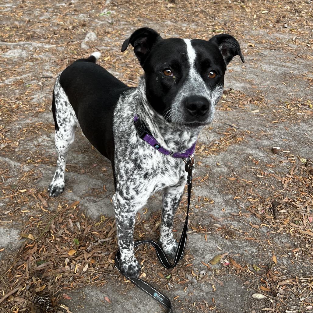 Enlarge Kool-Aid Man, a Adoptable Mixed Breed in Summerville, SC image 1/6