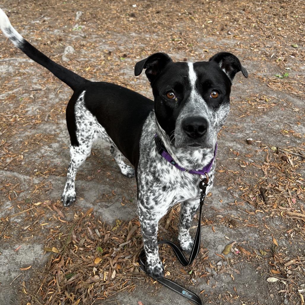 Enlarge Kool-Aid Man, a Adoptable Mixed Breed in Summerville, SC image 3/6