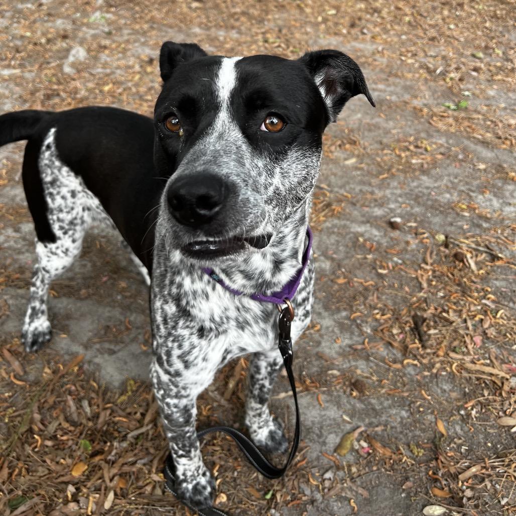 Enlarge Kool-Aid Man, a Adoptable Mixed Breed in Summerville, SC image 4/6