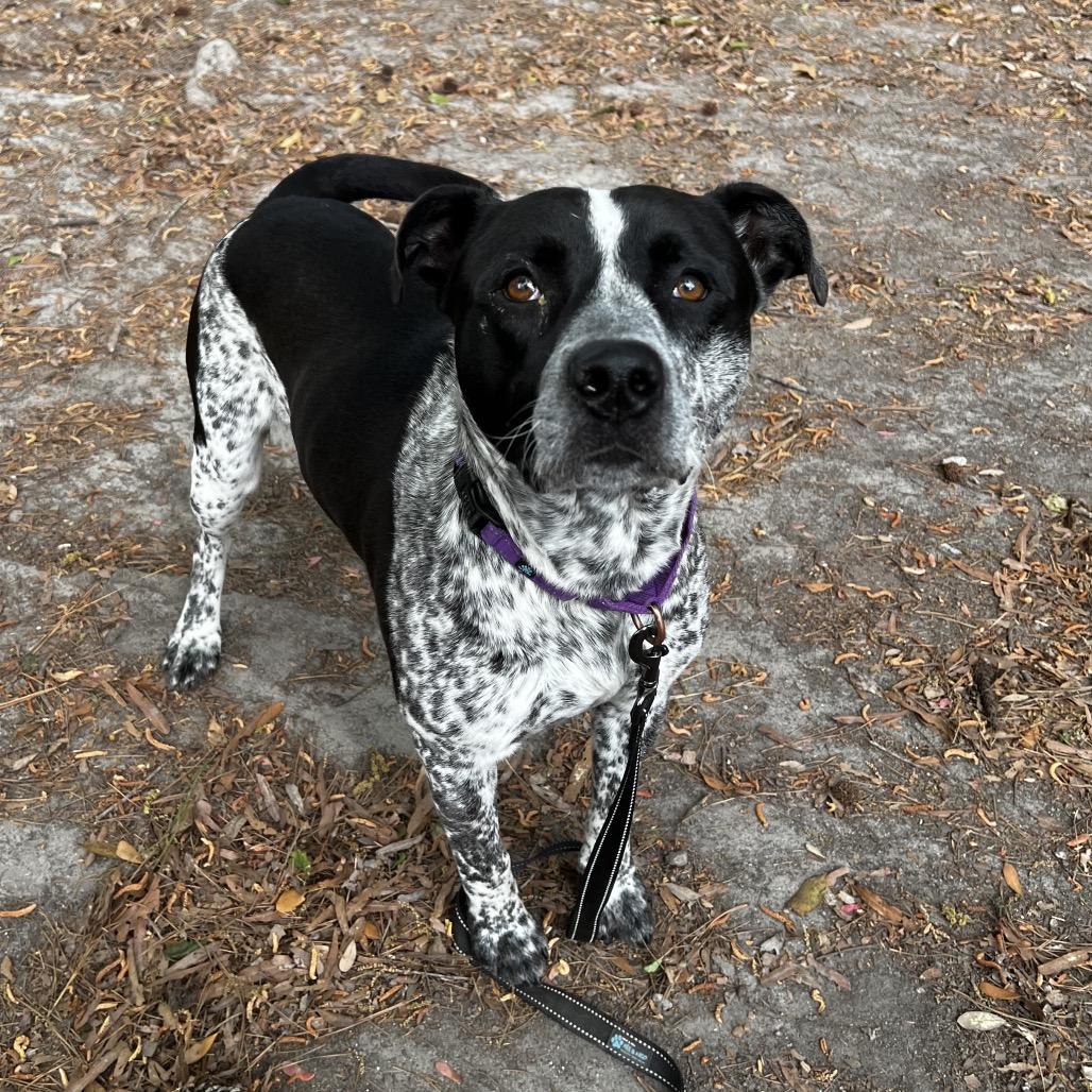 Enlarge Kool-Aid Man, a Adoptable Mixed Breed in Summerville, SC image 5/6