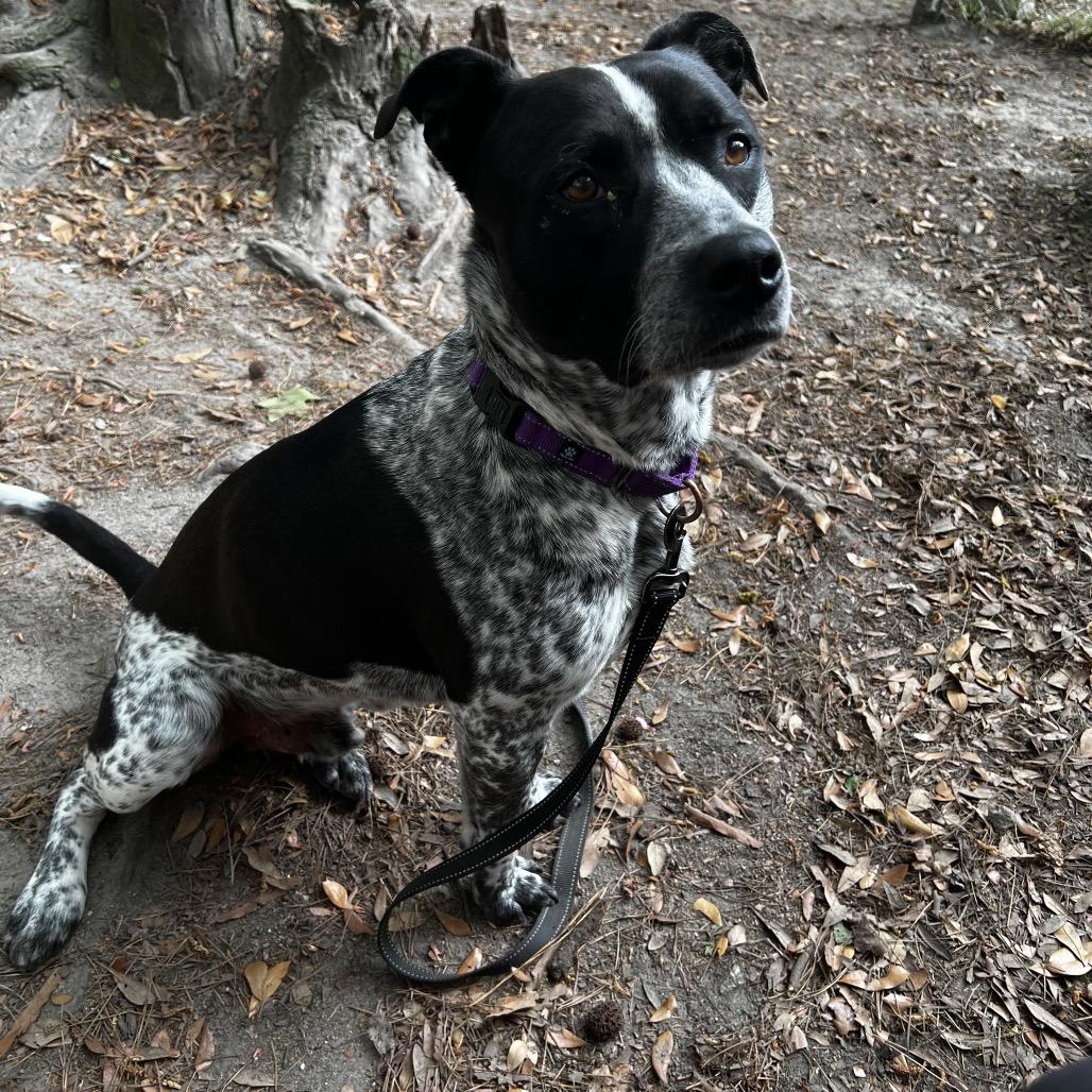 Enlarge Kool-Aid Man, a Adoptable Mixed Breed in Summerville, SC image 6/6