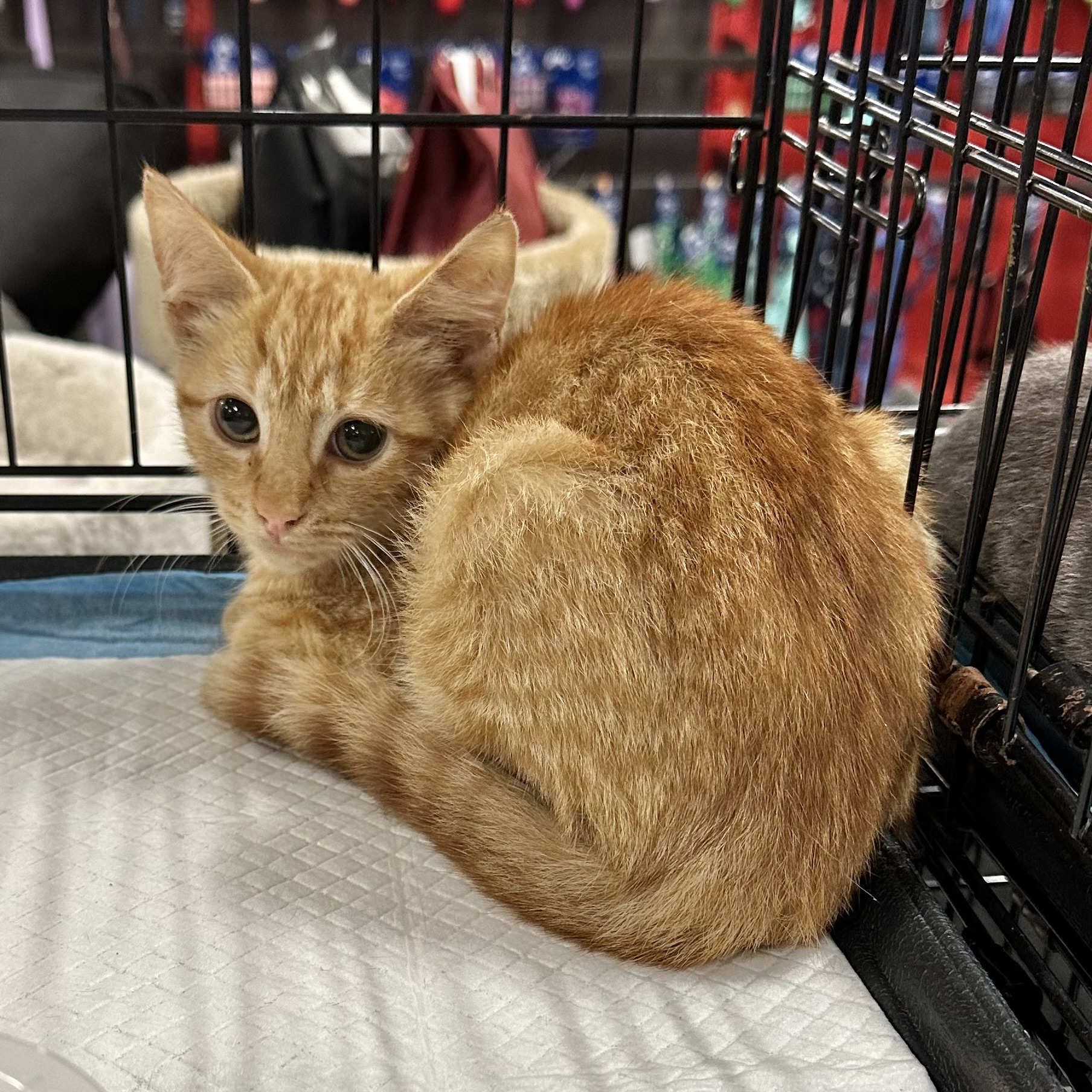 Phoenix, a Adoptable Domestic Short Hair in Pittstown, NJ image 2/3