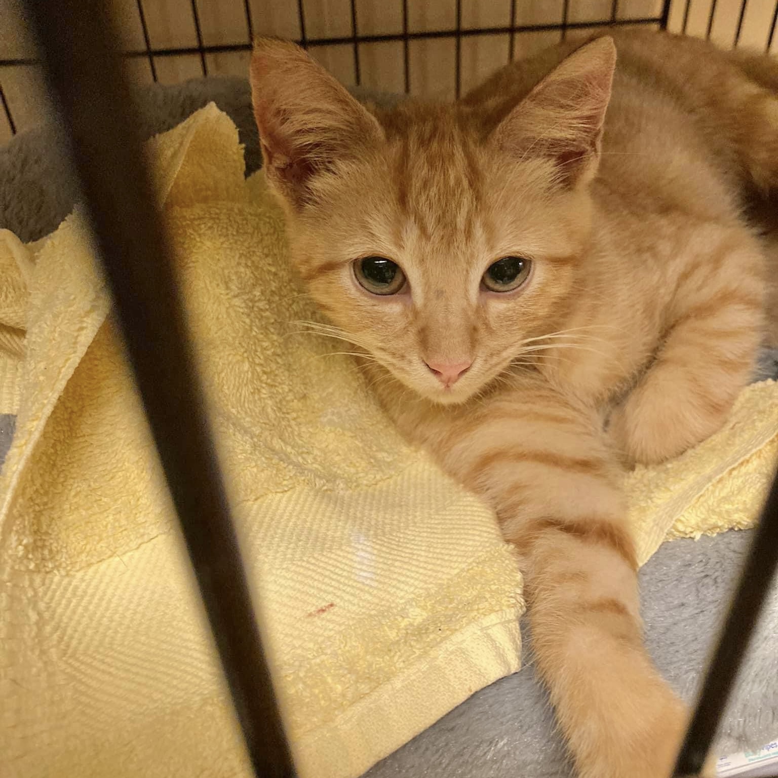 Phoenix, a Adoptable Domestic Short Hair in Pittstown, NJ image 1/3