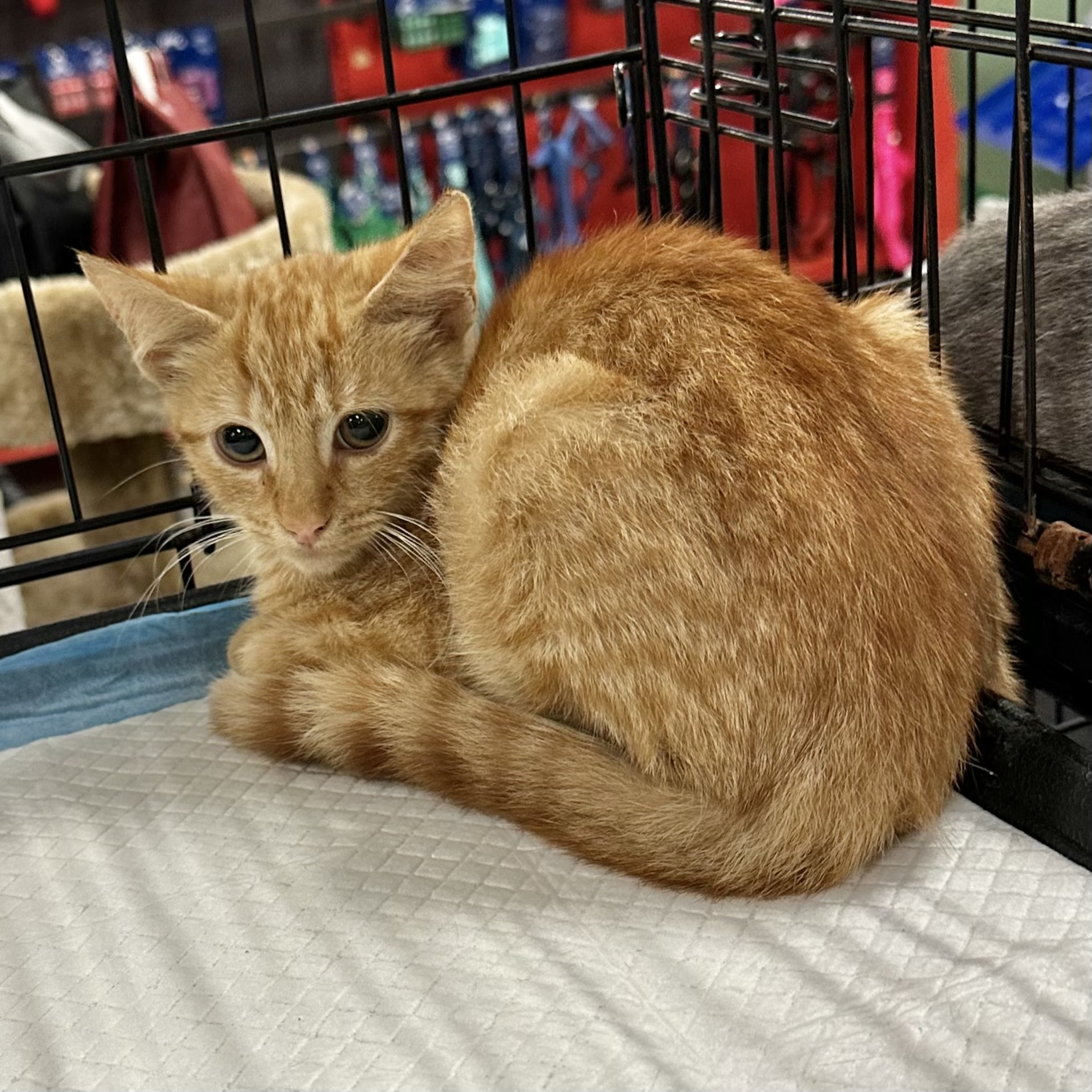 Phoenix, a Adoptable Domestic Short Hair in Pittstown, NJ image 3/3