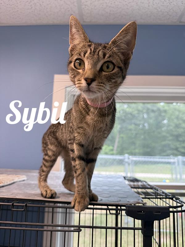 Sybil, Adoptable, Young Female Domestic Short Hair.