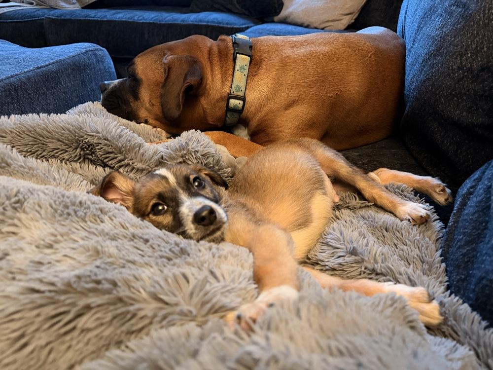 Whiskey, Adoptable, Puppy Male Shepherd & Spaniel.