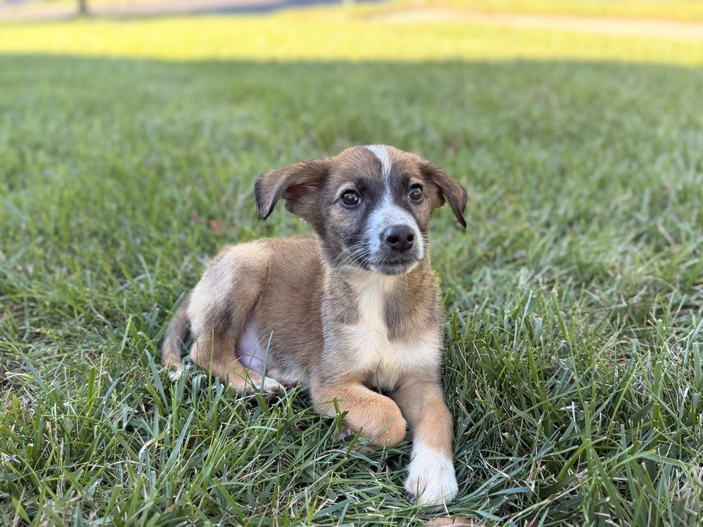 Enlarge Whiskey, a Adoptable mixed breed in Willingboro, NJ image 3/6