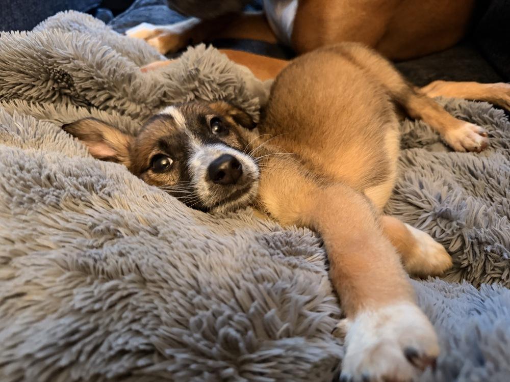 Enlarge Whiskey, a Adoptable mixed breed in Willingboro, NJ image 4/6