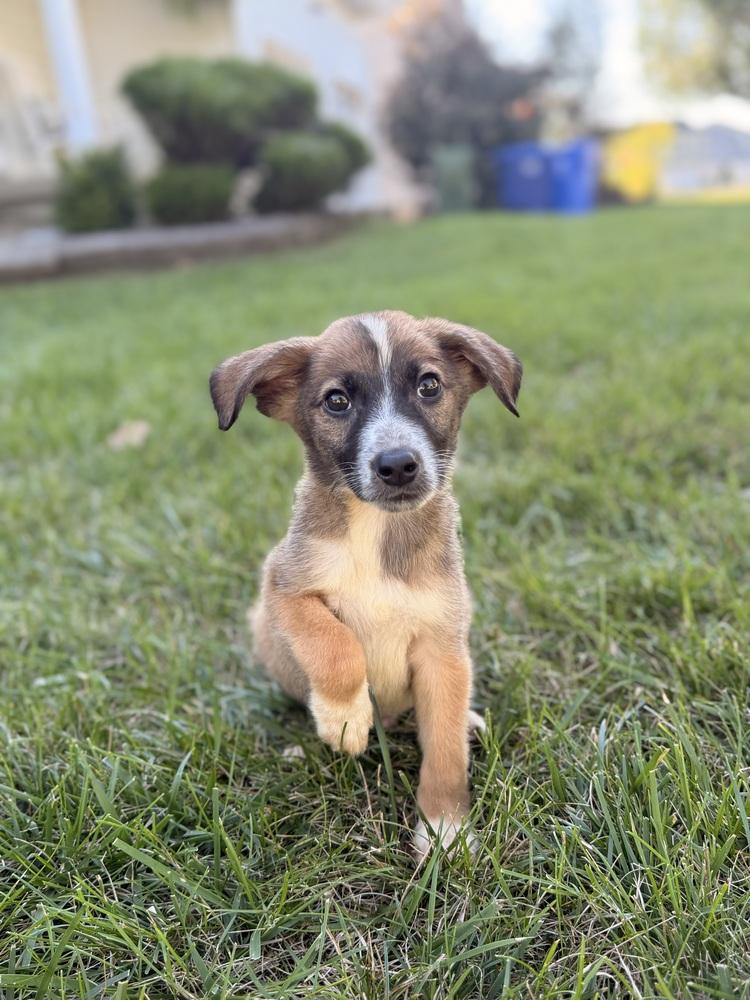 Enlarge Whiskey, a Adoptable mixed breed in Willingboro, NJ image 5/6